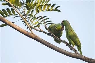 Red-lored Amazons (Amazona autumnalis) perched on a tree branch