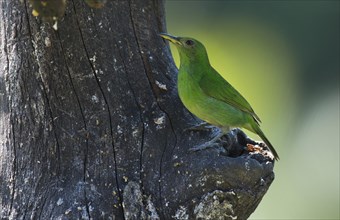 Green Honeycreeper (Chlorophanes spiza) perched on a tree trunk