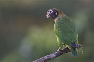 Brown-hooded Parrot (Pyrilia haematotis) perched on a tree branch