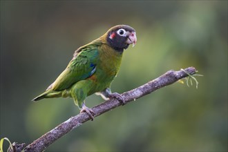 Brown-hooded Parrot (Pyrilia haematotis) perched on a tree branch