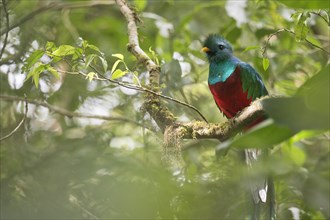 Resplendent Quetzal (Pharomacrus mocinno) perched on a twig