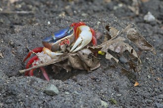 Rainbow crab (Cardisoma armatum)