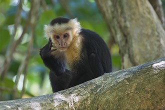 White-headed capuchin (Cebus capucinus) sitting pensively in a tree