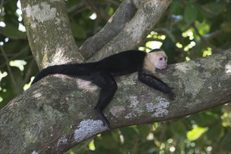 White-headed capuchin (Cebus capucinus) lying on tree branch