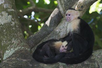White-headed capuchin (Cebus capucinus) sitting in a tree