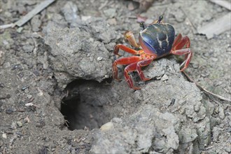Rainbow crab (Cardisoma armatum) in front of cave
