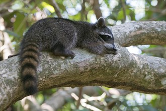 Raccoon (Procyon lotor) lying on a tree branch in the tree