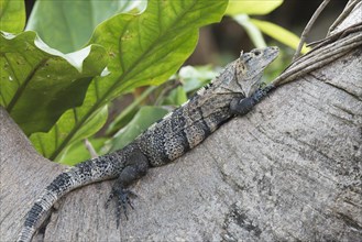 Black Iguana (Ctenosaura similis) lying on a tree trunk