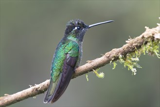 Magnificent Hummingbird (Eugene fulgens) perched on a tree branch
