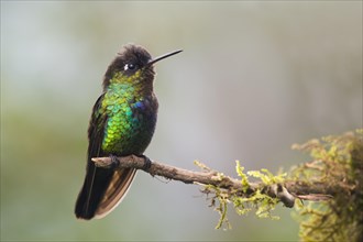 Fiery-throated hummingbird (Panterpe insignis) sitting on branch