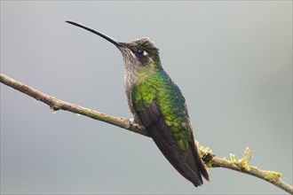 Magnificent Hummingbird (Eugene fulgens) perched on a branch