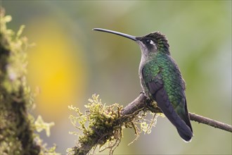 Magnificent Hummingbird (Eugene fulgens) perched on a branch