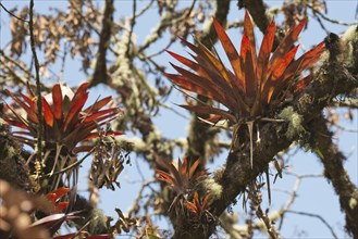 Bromeliads (Bromelia sp.) in tree