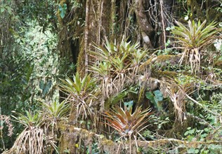 Bromeliads (Bromelia sp.) in the rain forest