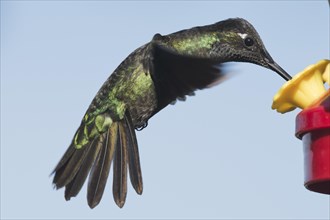 Magnificent Hummingbird (Eugene fulgens) in flight
