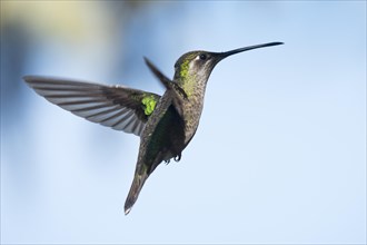 Magnificent Hummingbird (Eugene fulgens) in flight