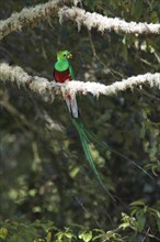 Resplendent quetzal (Pharomachrus mocinno) sitting on mossy branch