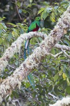 Resplendent quetzal (Pharomachrus mocinno) sitting on mossy branch