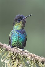 Fiery-throated hummingbird (Panterpe insignis) sitting on branch