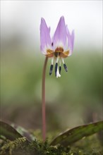 Dogtooth Violet (Erythronium dens-canis)