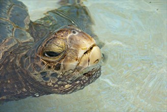 Green Sea Turtle (Chelonia mydas) in the water