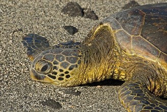 Green Sea Turtle (Chelonia mydas) on the beach