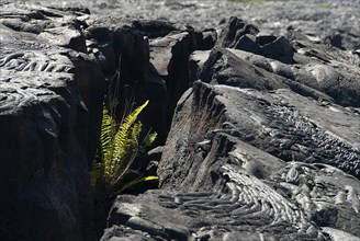 Ferns in lava crack