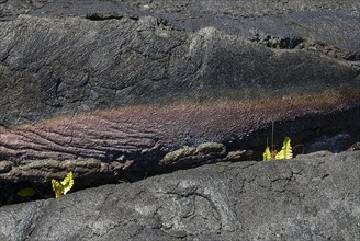 Ferns in lava crack