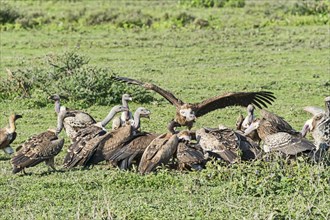 Griffon vultures (Gyps fulvus)