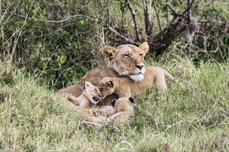 Lioness (Panthera leo) with young