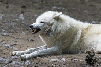 Arctic Wolf (Canis lupus arctos) captive