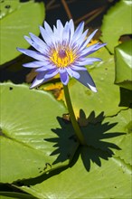 Lotus flower (Nelumbo)