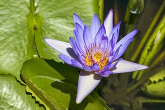 Lotus flower (Nelumbo)