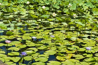 Lotus flowers (Nelumbo) in a pond