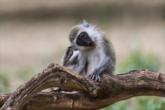 Vervet monkey (Chlorocebus)