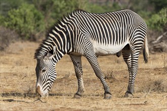 Grevy's zebra (Equus grevyi)
