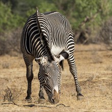 Grevy's zebra or imperial zebra (Equus grevyi) grazing