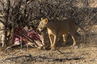 Lioness (Panthera leo) with hidden prey