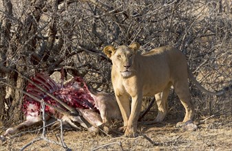 Lioness (Panthera leo) with East African oryx or beisa (Oryx Beisa) prey hidden in bushes