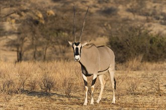 East African oryx (Oryx Beisa)