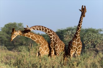 Three Somali giraffes or reticulated giraffes (Giraffa reticulata camelopardalis)