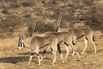 Several East African oryx or beisa (Oryx beisa) in succession