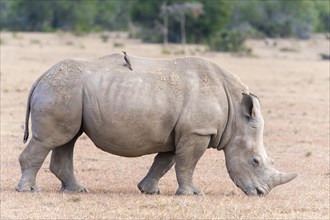 White Rhinoceros (Ceratotherium simum) with oxpecker (Buphagus sp.) on back