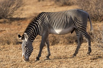 Grevy's zebra (Equus grevyi)