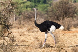 Somali ostrich (Struthio molybdophanes)