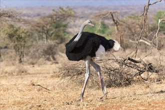 Somali ostrich (Struthio molybdophanes)