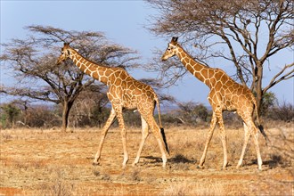 Reticulated giraffes or Somali giraffes (Giraffa reticulata camelopardalis) walking past acacia (Acacia sp.) trees