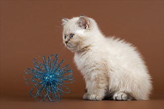 British Shorthair cat with toy