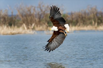 African fish eagle (Haliaeetus vocifer) in flight