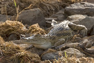 Nile crocodile (Crocodylus niloticus) lying on rocks on riverbank